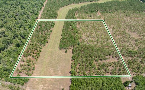 Agricultural Land with Planted Pines