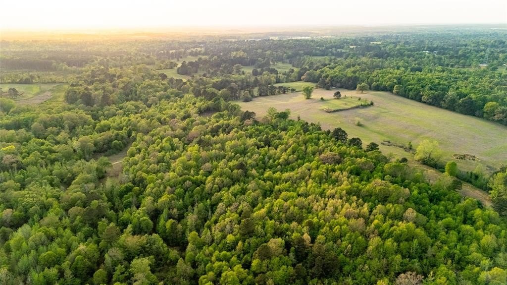 Heavily Wooded Land in Overton, TX