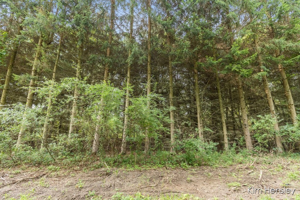Picture 18