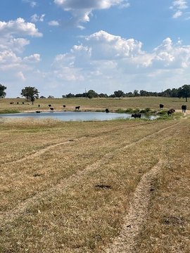 Highly Improved Pasture Tract