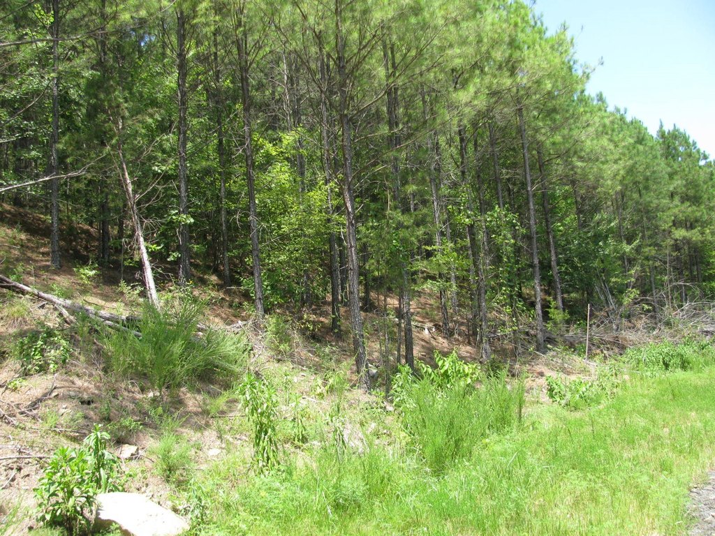 Picture 2