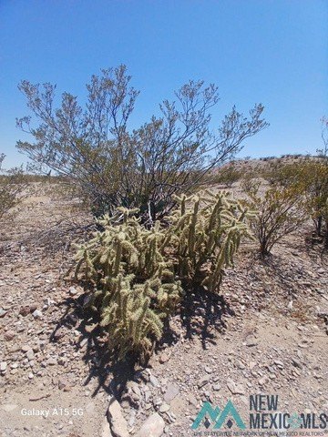 Picture 5