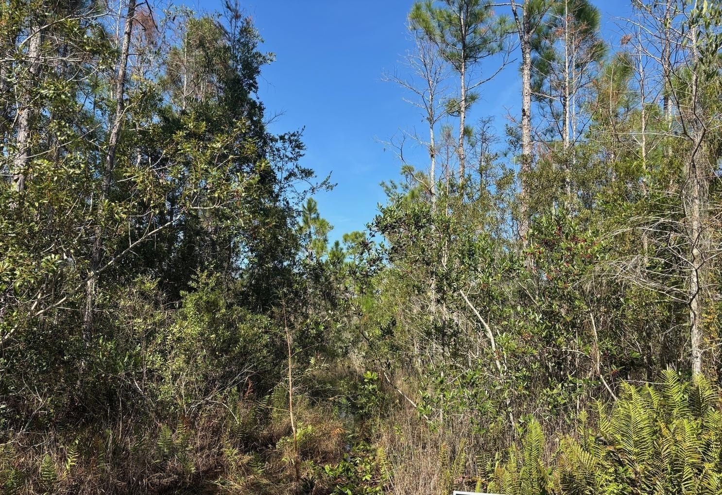 St. Cloud Hunting/Camp Land