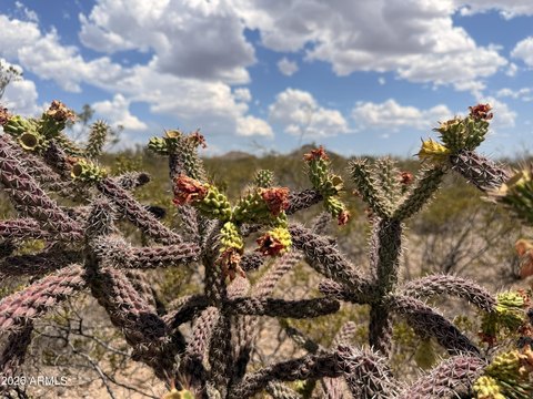 LAND - Douglas, AZ