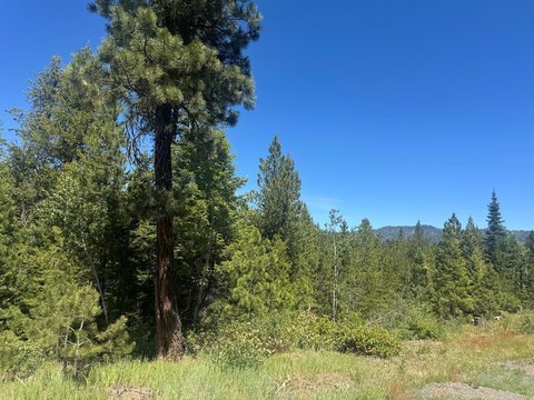 Wooded Land Near Cascade, ID