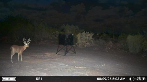 Brush-Covered Hunting Land