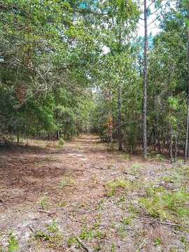 Harold, FL Wooded Land Parcel