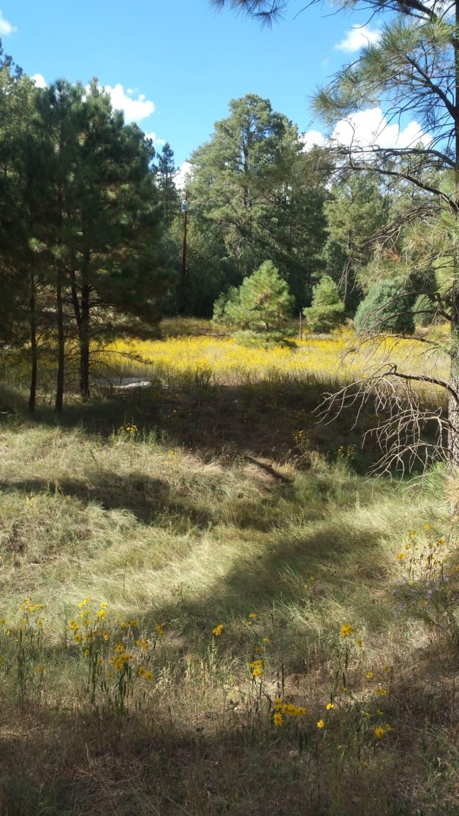 Land in Tijeras, New Mexico