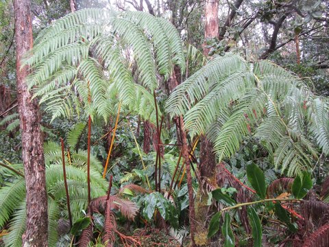 Volcano, HI Land For Sale