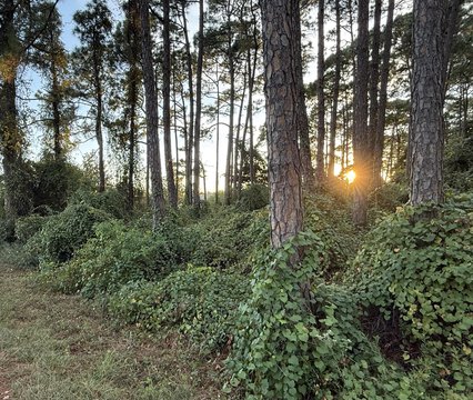 Half-Acre Homesite Near Navarre Beach