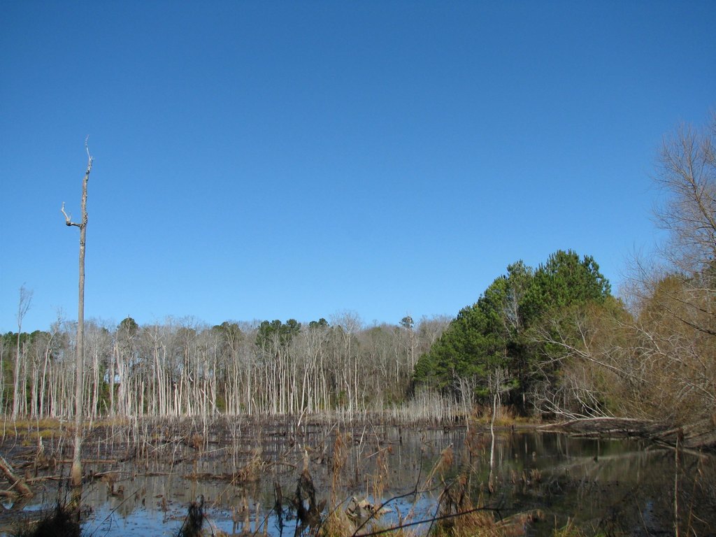 Picture 48