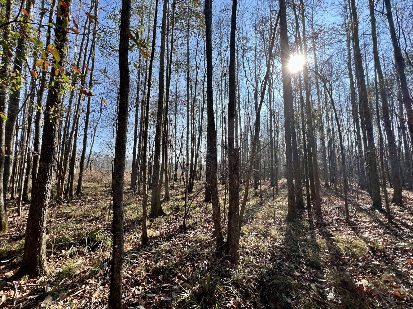 Summerfield, AL Vacant Land