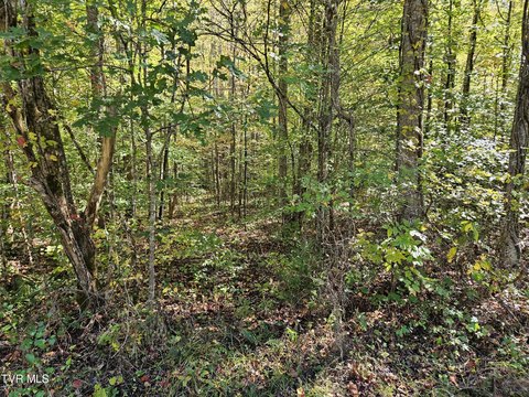 9.68 Acres Wooded Land
