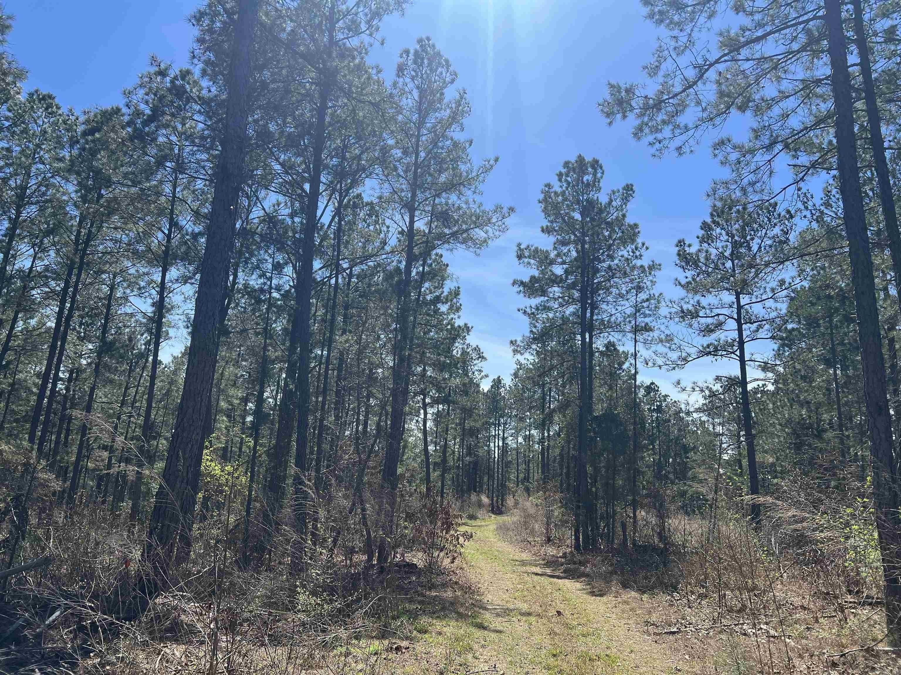 80 Acres Timber Investment Opportunity