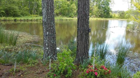 Vinemont, AL