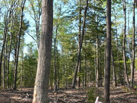 LAND - WALLOON LAKE, MI