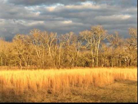 Hunting Land Tract with Creeks