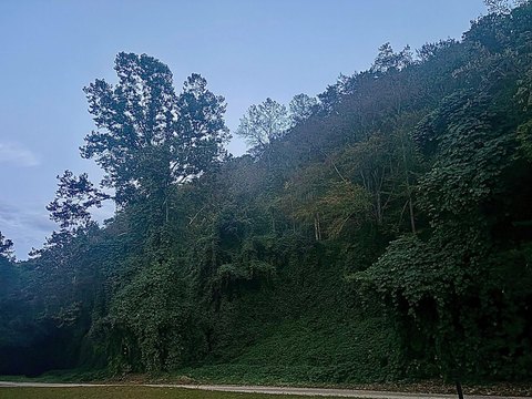 Wooded Land in Jackson, Kentucky