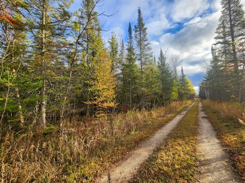 Wooded Hunting Retreat Land