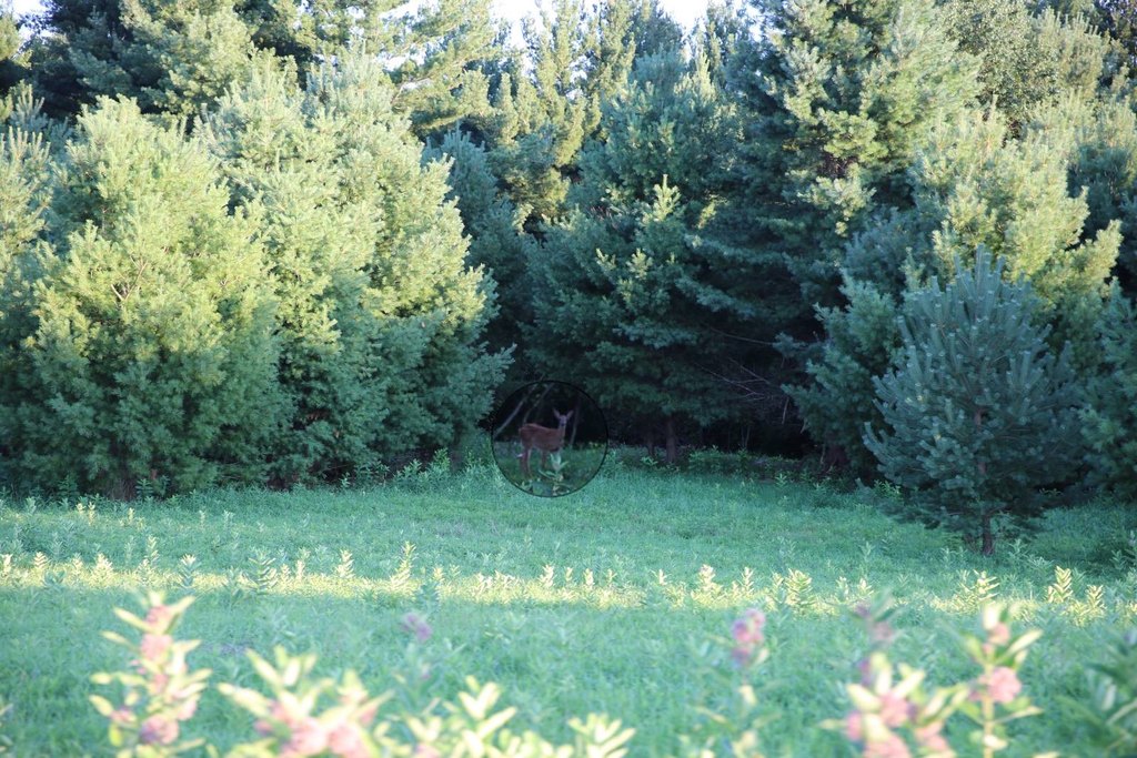 Picture 8