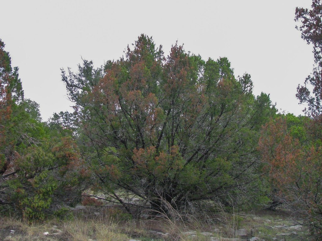 Picture 18