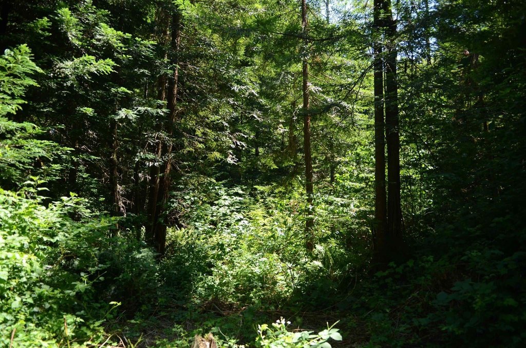Picture 8