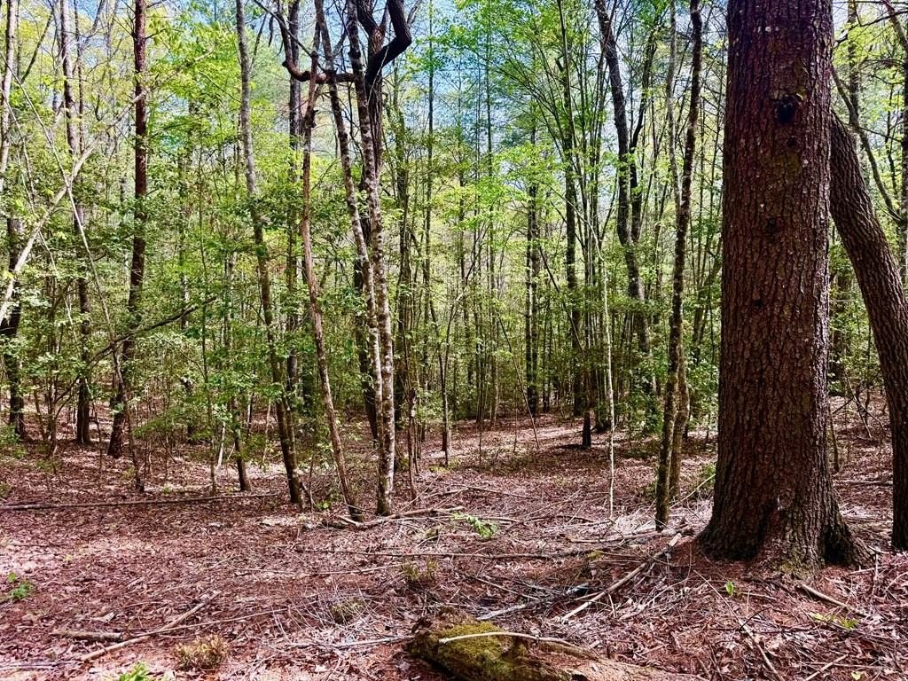 Wooded Lot in Mountain Community
