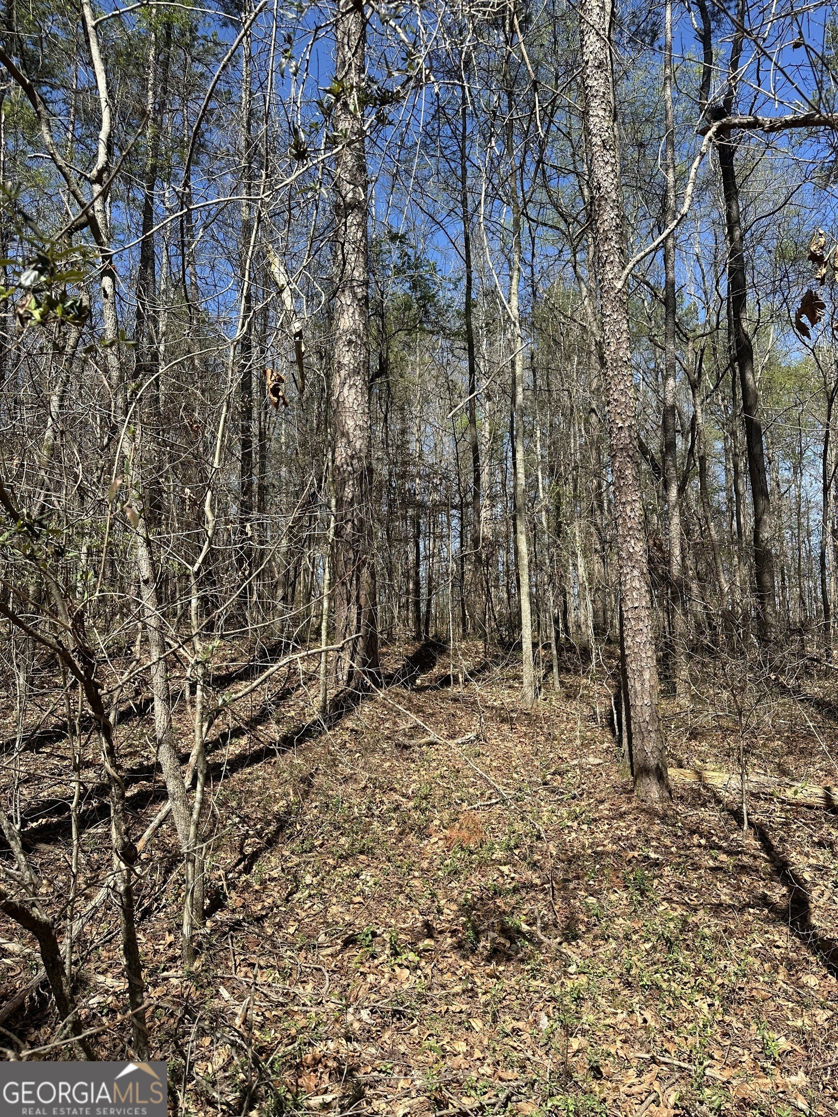 Secluded Wooded Land in Carnesville