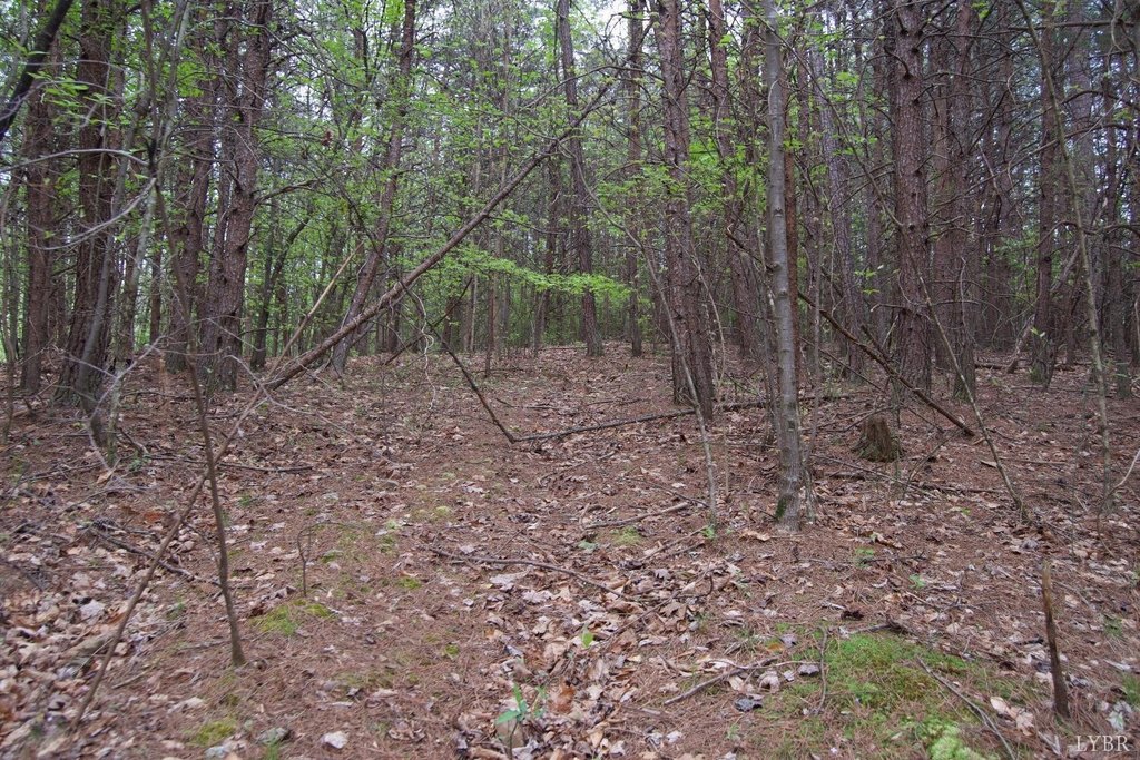 Picture 21