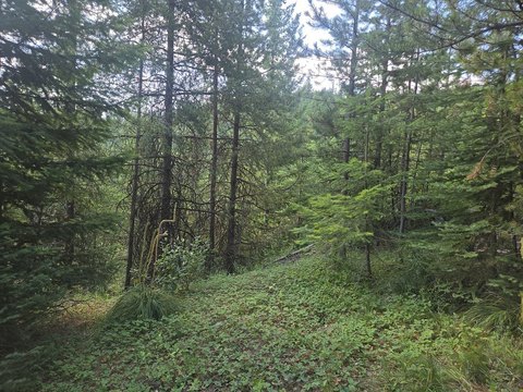 Treed Hunting Land