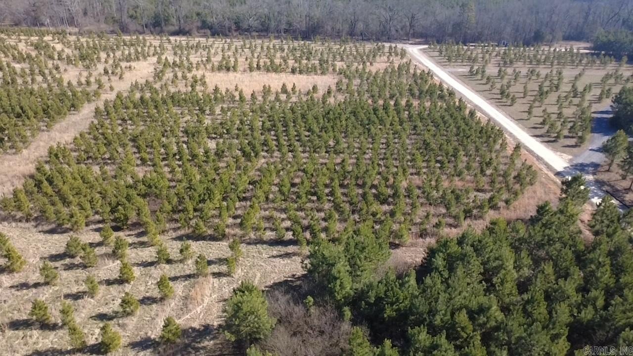 Cleared Land Near Lake Wilhelmina