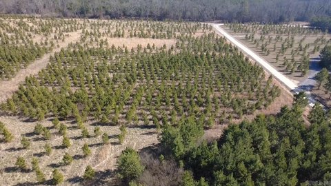 Cleared Land Near Lake Wilhelmina
