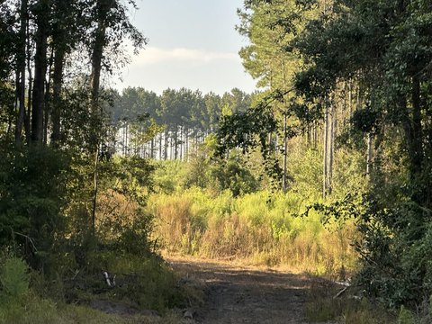 Expansive Acreage in DeFuniak Springs
