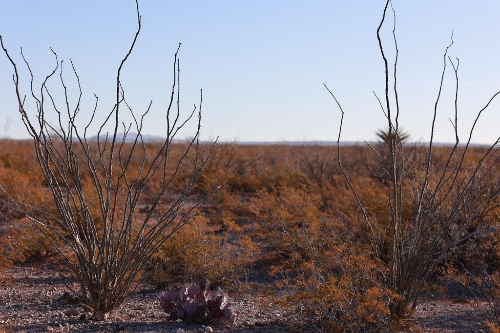 Presidio, TX Land For Sale