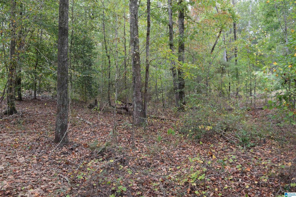 Picture 46