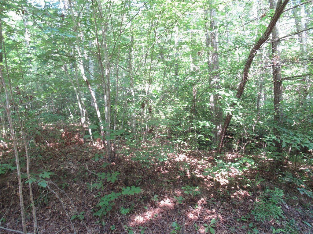 Picture 8
