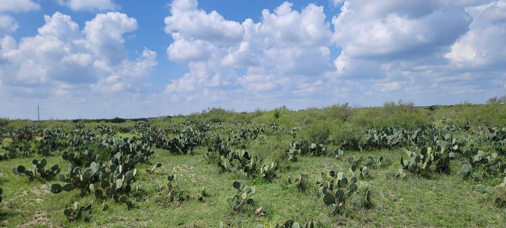 Picture 8