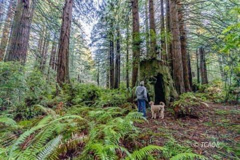 Redwood Forest Opportunity in Trinidad