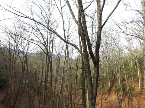 Wooded Acreage Near Franklin, NC