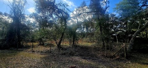 Wooded Acreage in Old Town