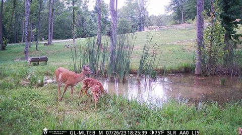 Private Wooded Acres Ready to Build