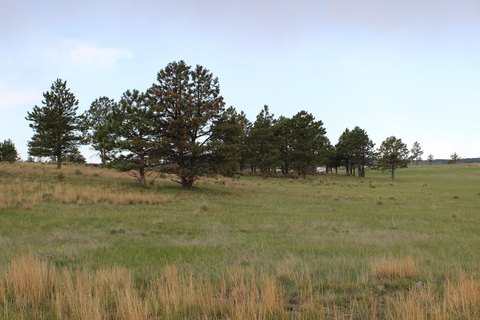 Southern Black Hills Acreage