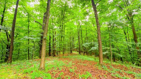 Wooded Hunting Tract with Cabin