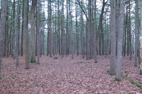 Private Wooded Land on Carr Lake