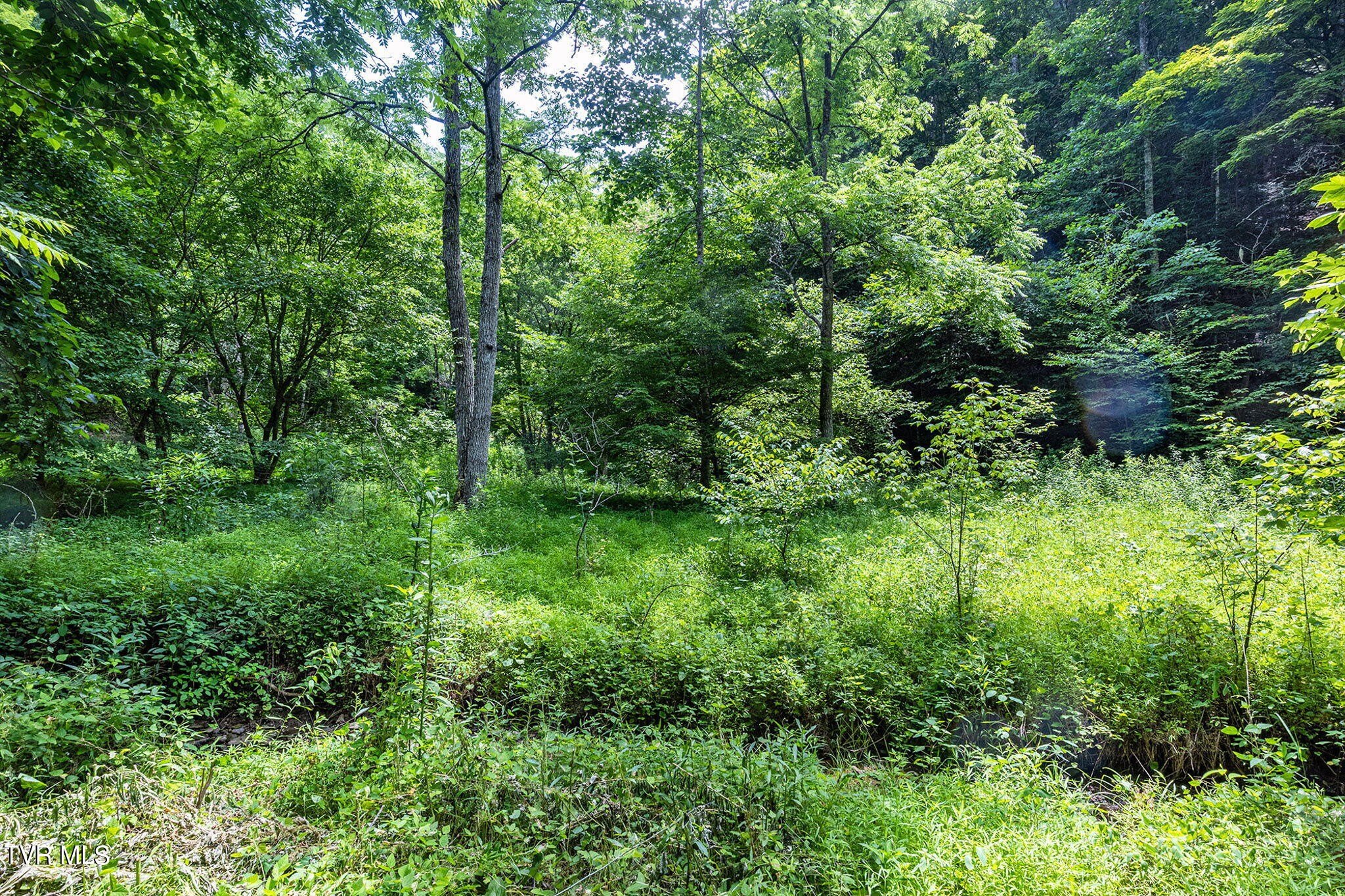 Wooded Acreage for Hunting, Recreation