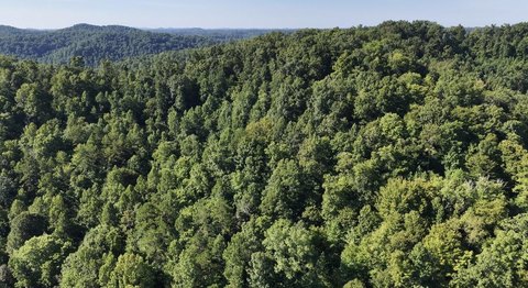 Wooded Hunting Land Tract
