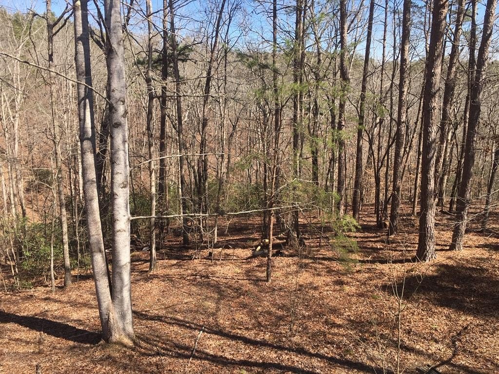 Wooded Lot in Ball Ground