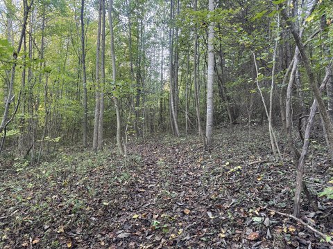 Land, Del Rio, TN
