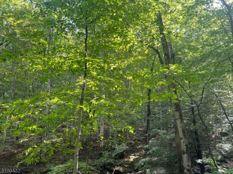 Undeveloped Land in Mine Hill