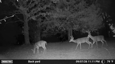 Timbered Hunting Land